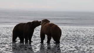 Female Brown Bears Sumo Wrestlers In Water Kisses