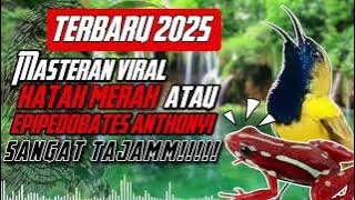 MASTERAN SOGON VIRAL 2025 | KATAK MERAH/ EPIPEDOBATES ANTHONYI sangan pedas dan tajam!!! #masteran