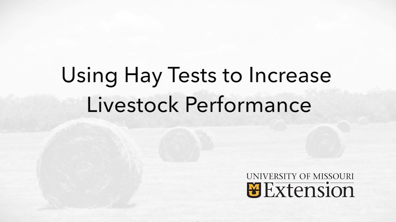University of Missouri Extension Hay School: Hay Testing to Increase Livestock Performance