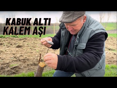 Erik Aşısı nasıl yapılır Kabuk altı kalem aşısı Yakup Dergan Trakya