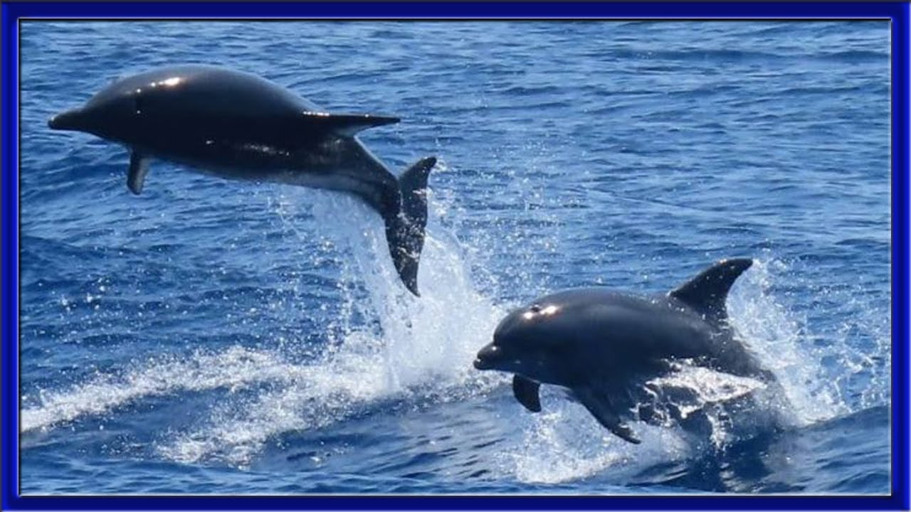 Beautiful dolphin play | Krk island | Croatia | Adriatic sea
