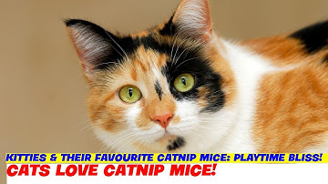 Kitties & Their Favourite Catnip Mice: Playtime Bliss!