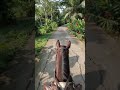 #horseriding #lushgreenery #park #nature #travel