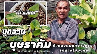 บุกสวน | บุษราคัม(ลุงชาติ)"บ้านสวนพฤกษาอยุธยา ไม้ด่างไม้มงคล" บอกเลย..ให้ความรู้ให้คำแนะดีมาก