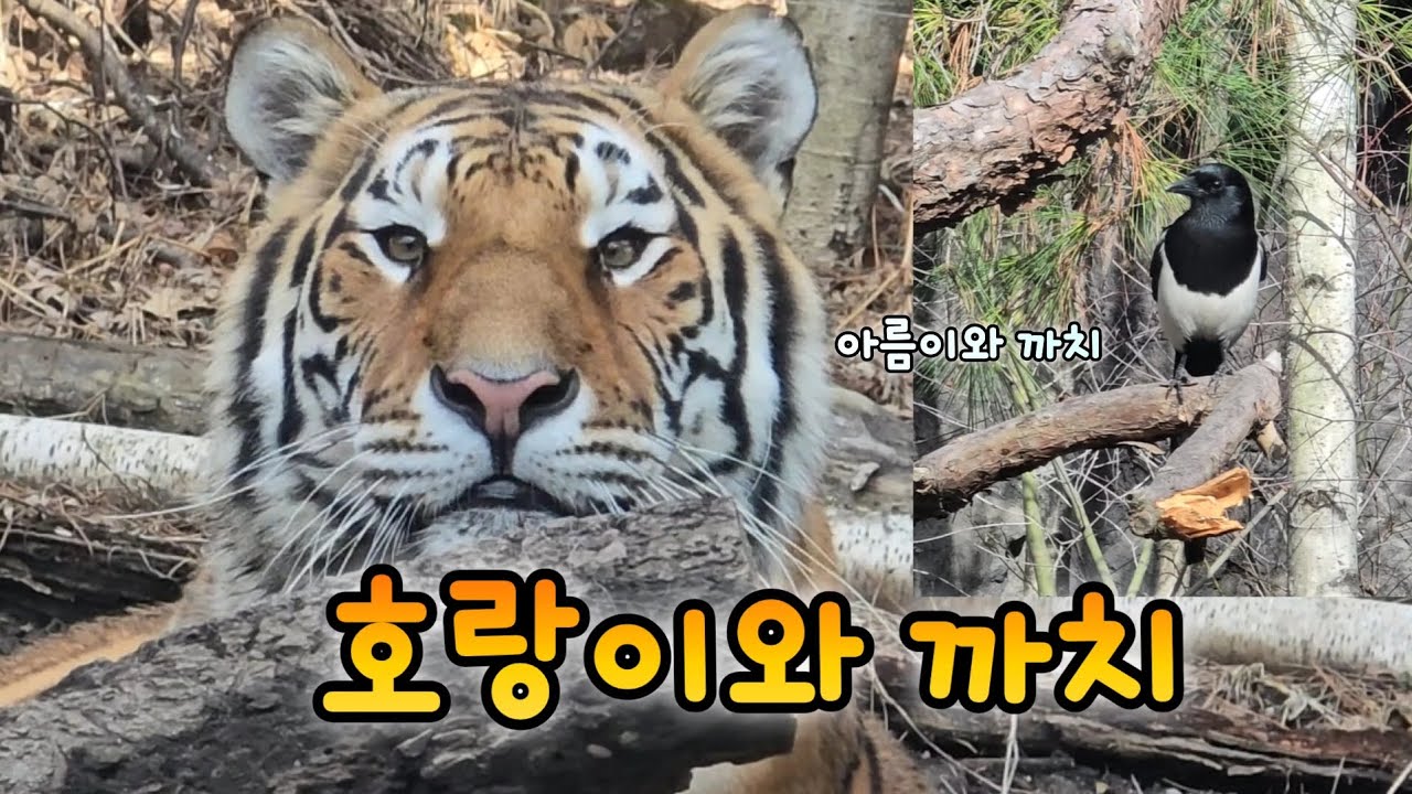 호랑이 아름이와 예비엄마 까치가 바로 액운을 쫒는 호작도 모델💕26.03.03 아름 우리 애니멀톡 영상 Everland Amurtiger Areum Woori 