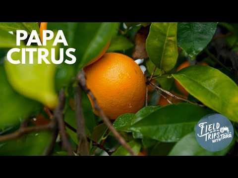 Are the best oranges from California? | Field Trips