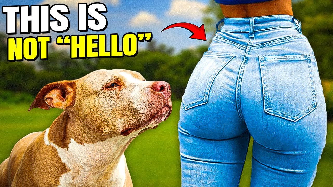 This is NOT Hello - The Science behind Dog's Sniffing Butts!