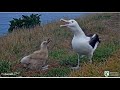 Royal Albatross ~ QT Greets OGK With a Lovely Skycall! Dad Feeds QT Breakfast!  3.30.22