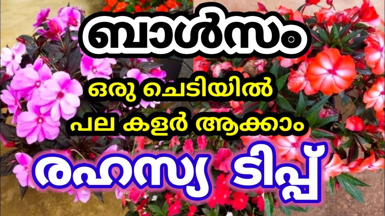 ഈ കാര്യം ചെയ്യൂ ഒരു തണ്ടിൽ നിന്നും പല കളർ ഉണ്ടാക്കാം/Different Colour Balsam Making In One Plant/Tip