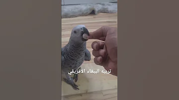 حل مشكله العض عند طائر الكاسكو 