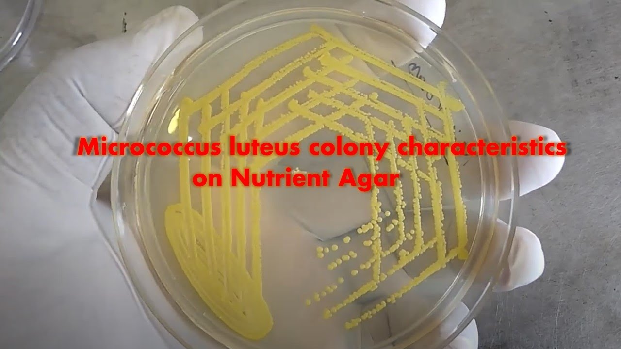 Micrococcus luteus colony characteristics on Nutrient Agar