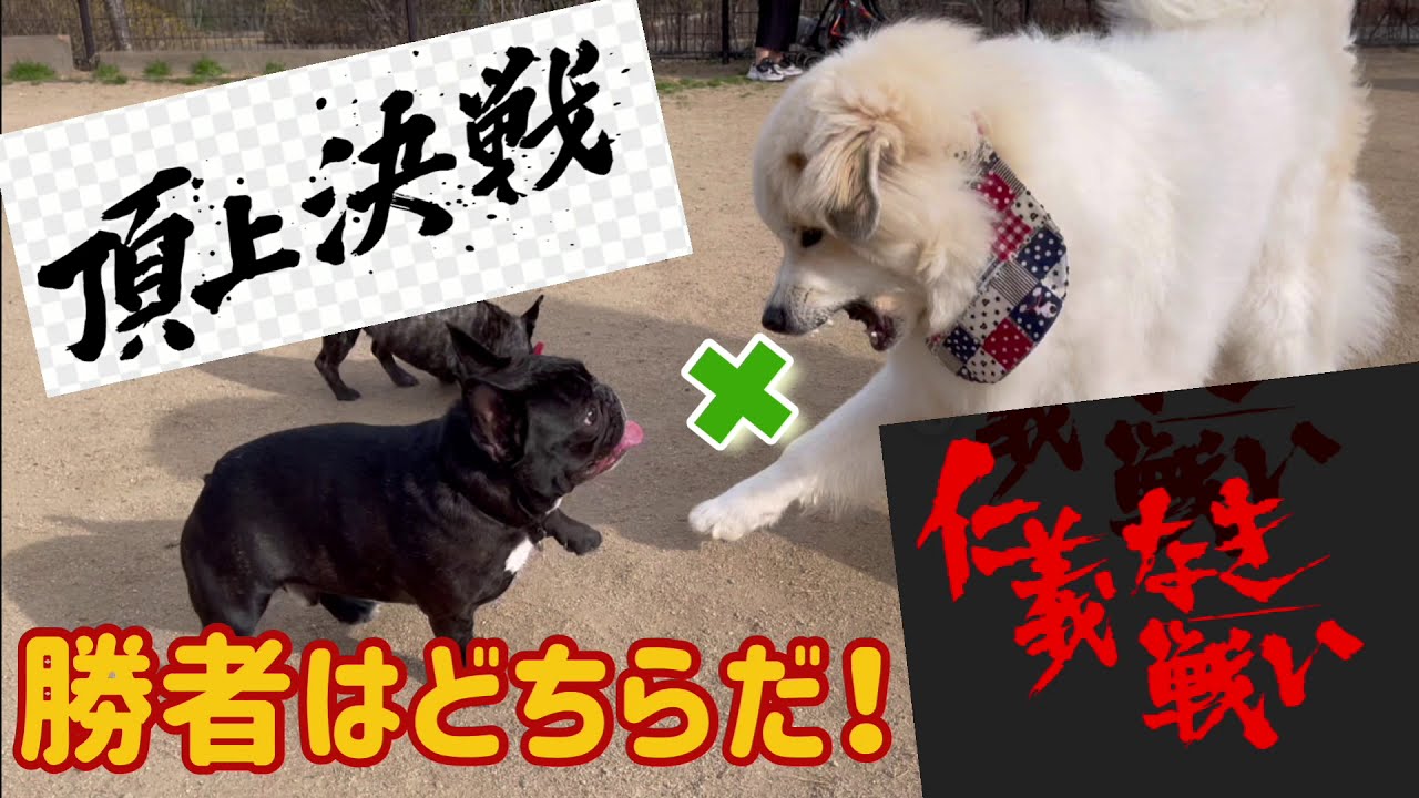 フルーツフラワーパーク フレブル パグ フレブルmix犬 Youtube