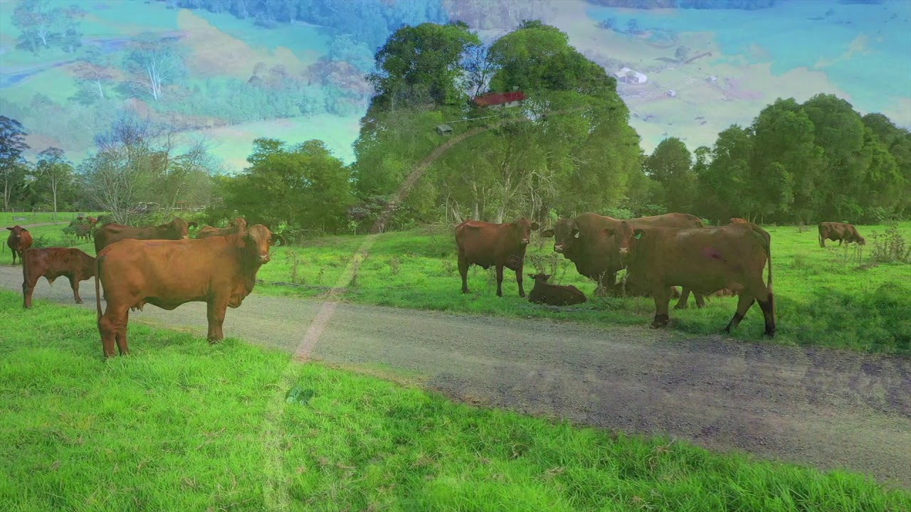 Lot 2 Weismantle Street, Wauchope Port Macquarie Hastings Rural Sales