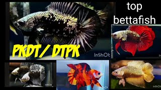 Download Lagu muewaahh...macam macam plakat double tail top grade,,super mewah 😍😘 MP3