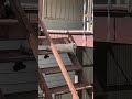 地域ねこさん