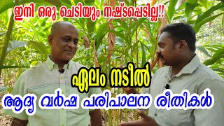         Cardamom Plantation  Njaanoru Malayali