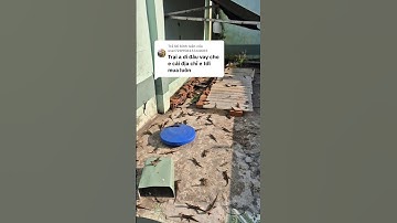 Mua Rắn Mối Thiên Nh..#suhuong #bayranmoi