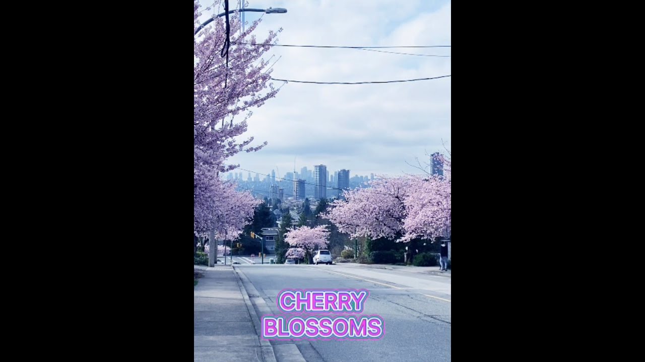 CHERRY BLOSSOMS||SPRING 2022| RECLIPSE JLYN - YouTube