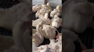  - Toptaş Kaz Çi̇ftli̇ği̇