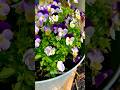 💜Viola magic in full bloom 🌿🦋#flowers #bloomingnature #blooming #nature #flowergarden