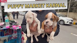 Puppy market in India at cheapest rates| Wholesale Dog market outside Karnal Dog show 2024