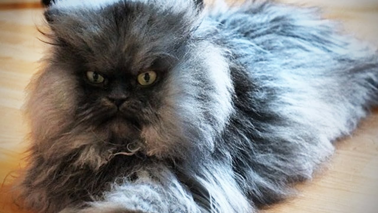 Самый заросший кот в мире - фото