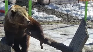 Вот теперь стол стоит идеально так, как нужно 🐻🔨 Медведь Мансур