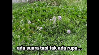 Download Lagu berasuara MP3 Download Lagu berasuara MP3