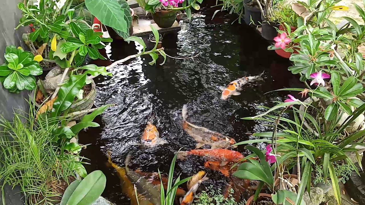 Kolam koi minimalis - YouTube