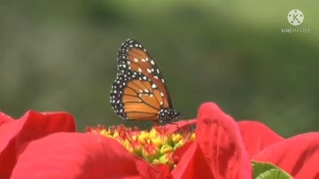 " فلما تجلي ربه للجبل " آيات عظيمه ومؤثره من سورة الأعراف بصوت خاشع  للقارئ / رشدى وافي