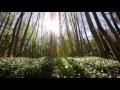 Bright sun, white flowers and green trees swaying in a spring breeze - a relaxing nature video