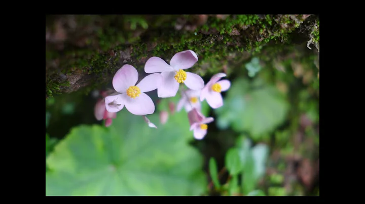 Exploring for Begonias & Gesneriads  in the Wilds ...