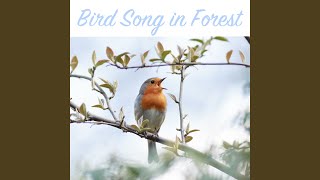 Bird Song in Forest Sequence 8