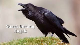 SUARA BURUNG GAGAK mp3