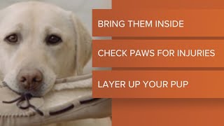 Protect your pets from the bitter cold with these tips