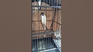 CENDET MAHARAJA SUPER BERKELAS KICAUAN GANAS TANPA PUTUS