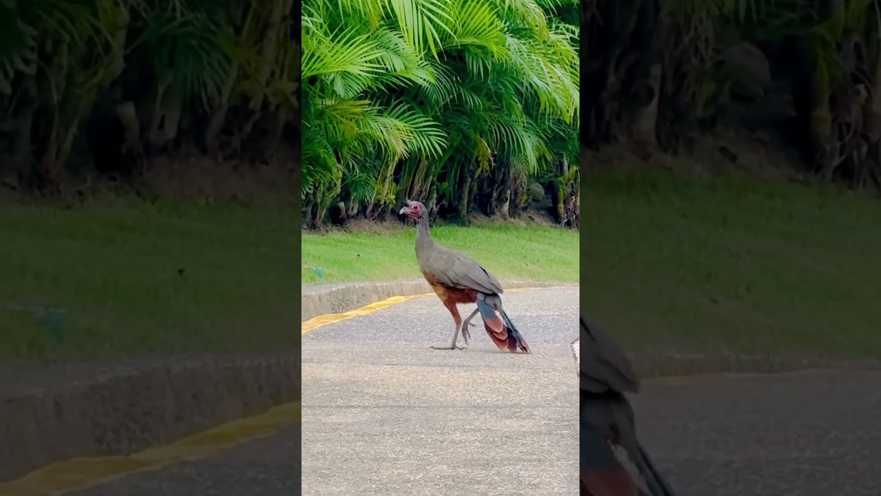 #chachalaca