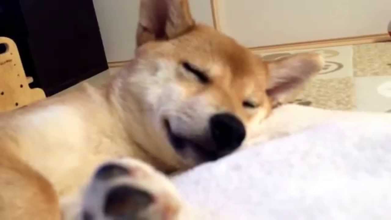 眠いです〜柴犬の子犬 蜆《しじみ》 YouTube