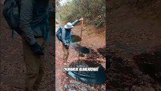 Ormandaki Su Birikintilerine Basmadan Önce İyi Düşünün
