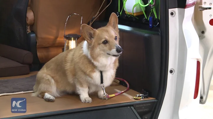 So cute! A tour to Tokyo International Pet Show