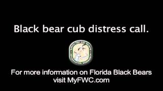 Black Bear Cub Distress Call