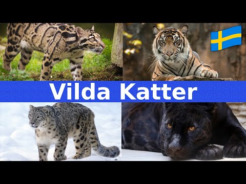 Video: Djurliv. vilda katter