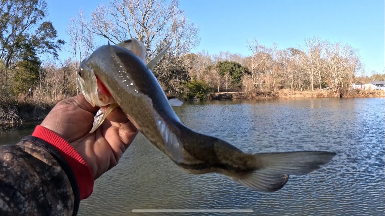 Winter Bass Fishing in Louisiana