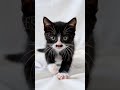 Cat Buries the Bed to Insane Fast Piano ｜ちょびひげ猫の砂かけが止まらない・爆速ピアノ猫動画