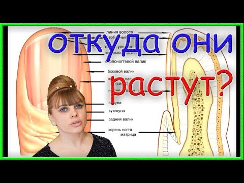 Как? Откуда? Зачем? У тебя растут НОГТИ!