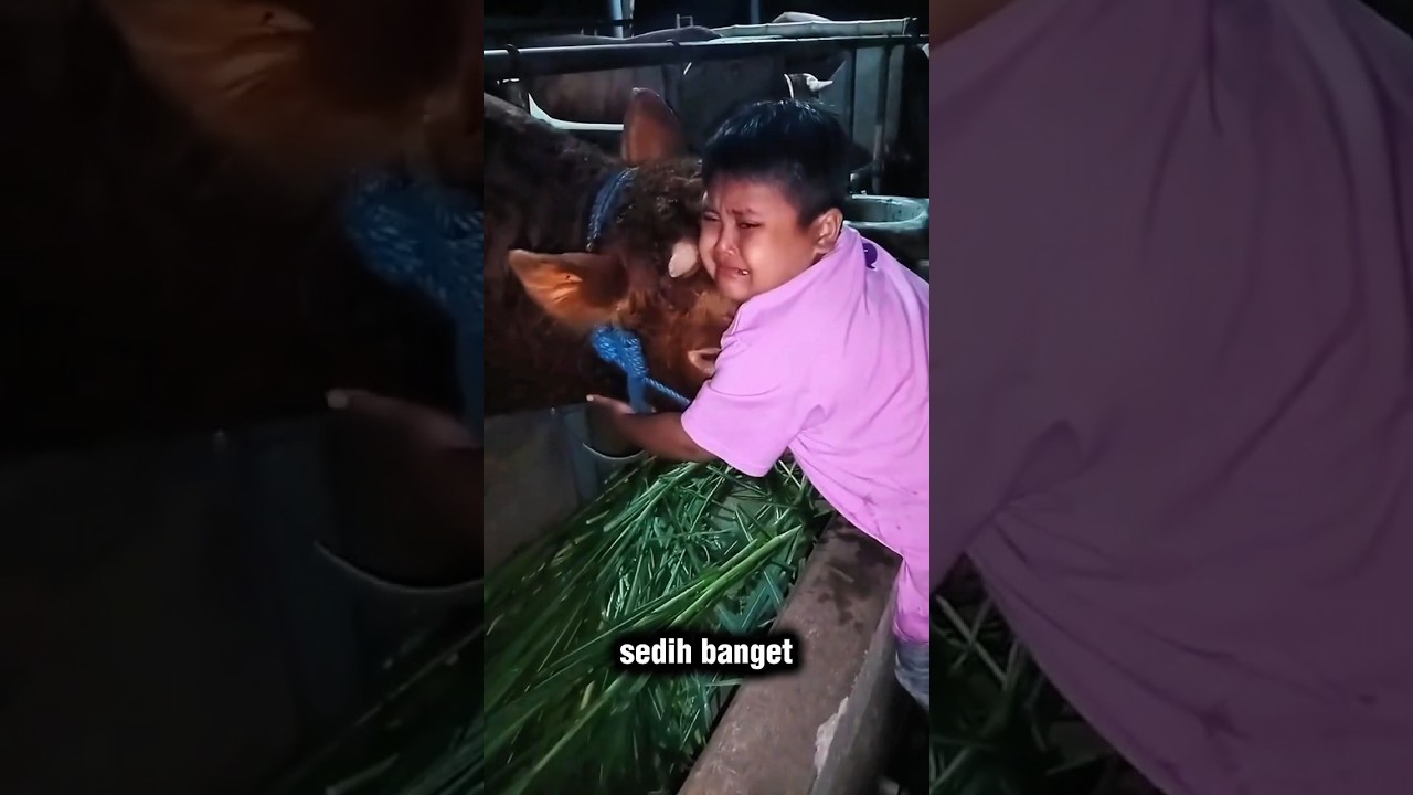 Moment Anak Nangiss Sapinya Mau Dijual, Dirawat Dari kecil 