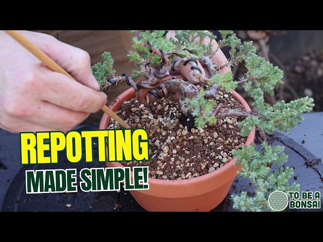 How to Repot a Bonsai: Beginner-Friendly Guide - YouTube