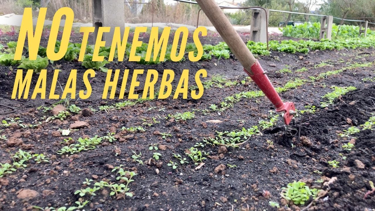 Como Controlar las Malas Hierbas en la Huerta