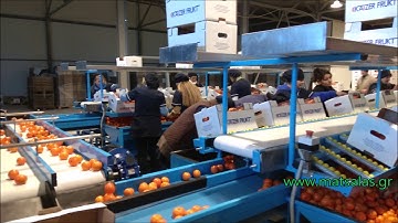 ΓΡΑΜΜΗ ΠΟΡΤΟΚΑΛΙΩΝ ΚΑΙ ΜΑΝΤΑΡΙΝΙΩΝ ΜΕ ΜΗΧΑΝΙΚΟ ΤΑΞΙΝΟΜΗΤΗ - ORANGE AND TANGERINE SORTING LINE