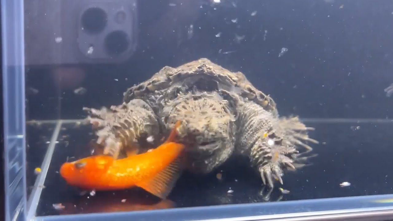 Snapping Turtle Territories Move Into Goldfish, Eat Intruders - YouTube